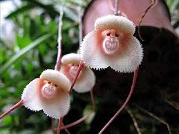 Monkey Face Orchid Flower Seeds