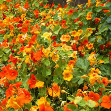 Mixed Nasturtium Flower Seeds Rare Blooming Plants Balcony and Patio Gardening Heirloom Non-GMO High Germination Seeds