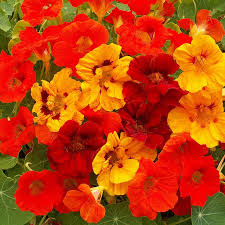 Mixed Nasturtium Flower Seeds Rare Blooming Plants Balcony and Patio Gardening Heirloom Non-GMO High Germination Seeds