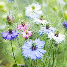 Mixed Nigella Damascena Flower Seeds