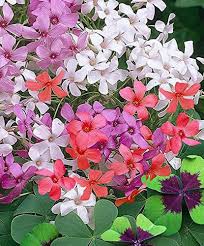 Mixed Oxalis Flower Seeds