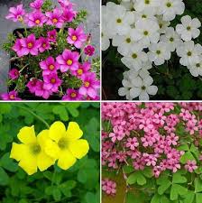 Mixed Oxalis Flower Seeds