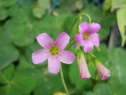 Oxalis Flower Seeds Mixed
