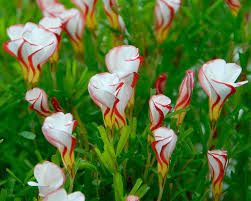 Mixed Versicolor Oxalis Flower Seeds