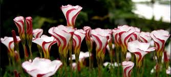 Mixed Oxalis Versicolor Flower Seeds
