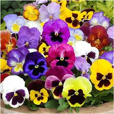 Mixed Pansy Flower Seeds