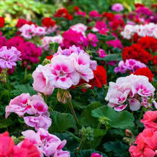 Mixed Pelargonium Flower Seeds Exotic Flowering Plants Colorful Backyard Beauty Heirloom Non-GMO High Germination Seeds