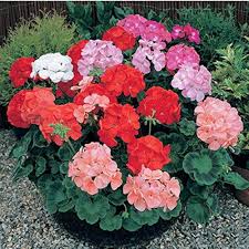 Mixed Pelargonium Flower Seeds Exotic Flowering Plants Colorful Backyard Beauty Heirloom Non-GMO High Germination Seeds
