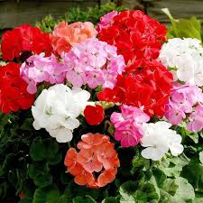 Mixed Geranium Pelargonium Flower Seeds