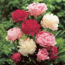 Mixed Peony Flower Seeds Colorful Blooms - Heirloom Non GMO High Germination Organic Garden Seeds for