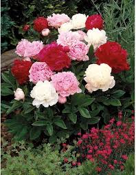 Mixed Peony Flower Seeds Colorful Blooms - Heirloom Non GMO High Germination Organic Garden Seeds for