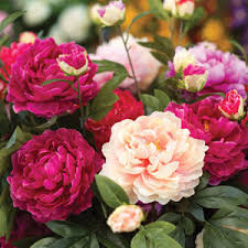 Mixed Peony Flower Seeds