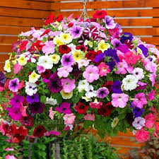 Mixed Petunia Flower Seeds