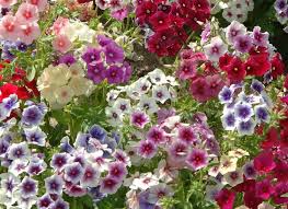Mixed Phlox Flower Seeds - Heirloom Non GMO High Germination Organic Flower Seeds for Planting
