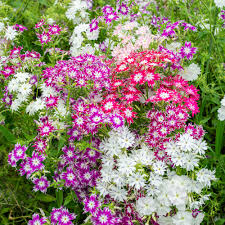 Mixed Phlox Flower Seeds