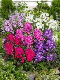 Mixed Phlox Flower Seeds - Heirloom Non GMO High Germination Organic Flower Seeds for Planting