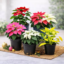 Mixed Poinsettia Flower Seeds
