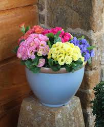 Mixed Primrose Flower Seeds Heirloom Non-GMO High Germination Organic Garden Seeds for Planting Colorful Blooms