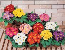 Mixed Primrose Flower Seeds Heirloom Non-GMO High Germination Organic Garden Seeds for Planting Colorful Blooms