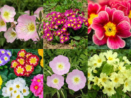 Primrose Flowers Seeds