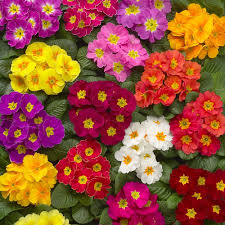 Mixed Primrose Flower Seeds - Heirloom Non GMO High Germination Organic Flower Seeds for Planting