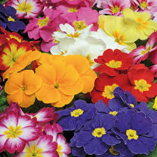 Mixed Primrose Flower Seeds