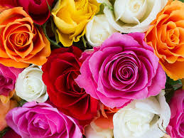 Mixed Rose Flower Seeds Rare Blooming Plants Balcony and Patio Gardening Colorful Landscape Heirloom Non-GMO Seeds -