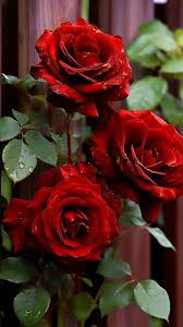 Rose Flower Seeds