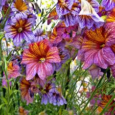Mixed Salpiglossis Flower Seeds Exotic Flowering Plants Colorful Backyard Beauty Heirloom Non-GMO Seeds for Planting -
