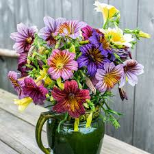 Mixed Salpiglossis Flower Seeds
