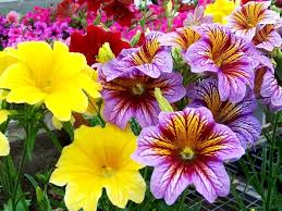 Mixed Salpiglossis Flower Seeds Exotic Flowering Plants Colorful Backyard Beauty Heirloom Non-GMO Seeds for Planting -