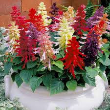 Mixed Salvia Flower Seeds Easy Grow Blossoms Home Garden Decoration Colorful Landscape Heirloom Non-GMO Seeds -