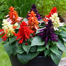 Mixed Salvia Flower Seeds Easy Grow Blossoms Home Garden Decoration Colorful Landscape Heirloom Non-GMO Seeds -