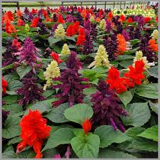 Mixed Salvia Flower Seeds