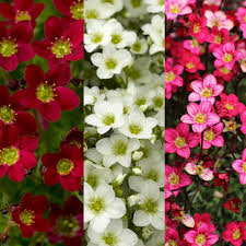 Mixed Saxifrage Flower Seeds Colorful Blooms - Heirloom Non GMO High Germination Organic Garden Seeds for