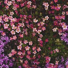 Mixed Saxifrage Flower Seeds
