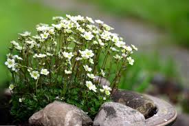 Mixed Saxifrage Flower Seeds - Heirloom Non GMO High Germination Organic Garden Flower Seeds