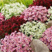 Mixed Saxifrage Flower Seeds - Heirloom Non GMO High Germination Organic Garden Flower Seeds