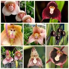 Mixed Monkey Face Orchid Flower Seeds - Heirloom Non GMO High Germination Organic Garden Seeds for