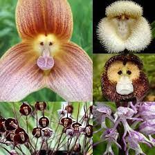 Mixed Monkey Face Orchid Flower Seeds - Heirloom Non GMO High Germination Organic Garden Seeds for