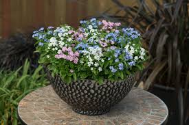 Mixed Myosotis Flower Seeds Colorful Blooms - Heirloom Non GMO High Germination Organic Garden Seeds for