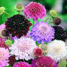 Mixed Scabiosa Flower Seeds Colorful Blooms - Heirloom Non GMO High Germination Organic Garden Seeds for