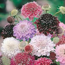Mixed Scabiosa Flower Seeds Colorful Blooms - Heirloom Non GMO High Germination Organic Garden Seeds for