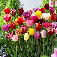PC Mixed Tulip Flower Heirloom Non-GMO High Germination Organic Seeds - Heirloom Non GMO High Germination Garden Flower