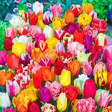PC Mixed Tulip Flower Heirloom Non-GMO High Germination Organic Seeds - Heirloom Non GMO High Germination Garden Flower