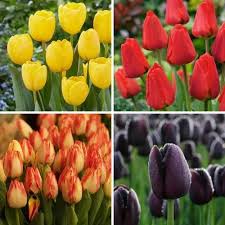 PC Mixed Tulip Flower Heirloom Non-GMO High Germination Organic Seeds - Heirloom Non GMO High Germination Garden Flower