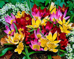 Mixed Tulipa humilis Flower Seeds - Heirloom Non GMO High Germination Organic Garden Flower Seeds
