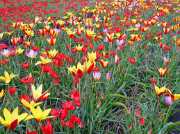Mixed Tulipa humilis Flower Seeds - Heirloom Non GMO High Germination Organic Garden Flower Seeds