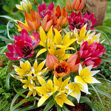 Mixed Tulipa humilis Flower Seeds