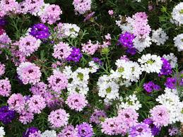 Mixed Verbena Flower Seeds Rare Blooming Plants Balcony and Patio Gardening Colorful - Heirloom Non GMO High
